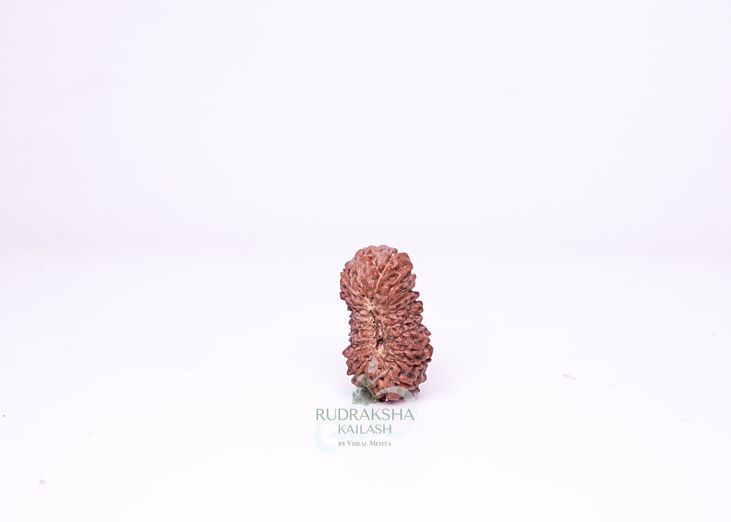 21 Mukhi Indonesian Rudraksha - 2105