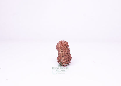 21 Mukhi Indonesian Rudraksha - 2105