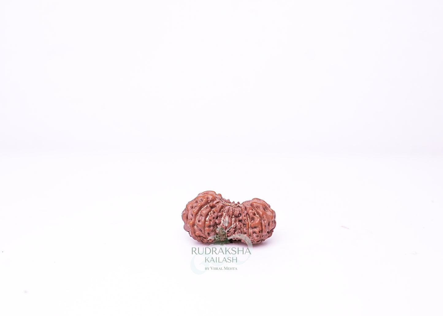 21 Mukhi Indonesian Rudraksha - 2105