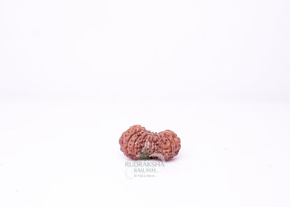 21 Mukhi Indonesian Rudraksha - 2105