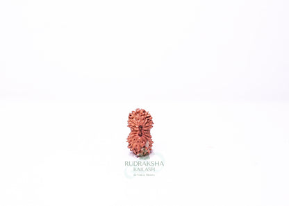 21 Mukhi Indonesian Rudraksha - 2106
