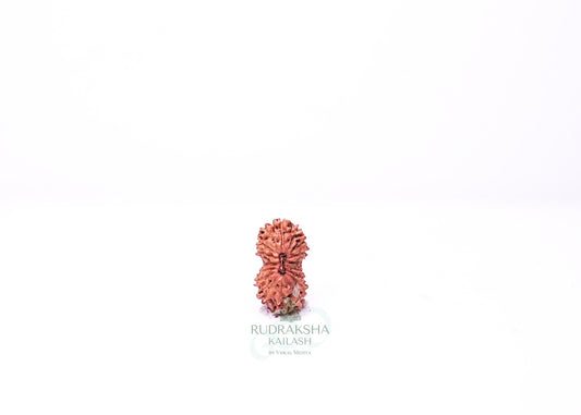 21 Mukhi Indonesian Rudraksha - 2106