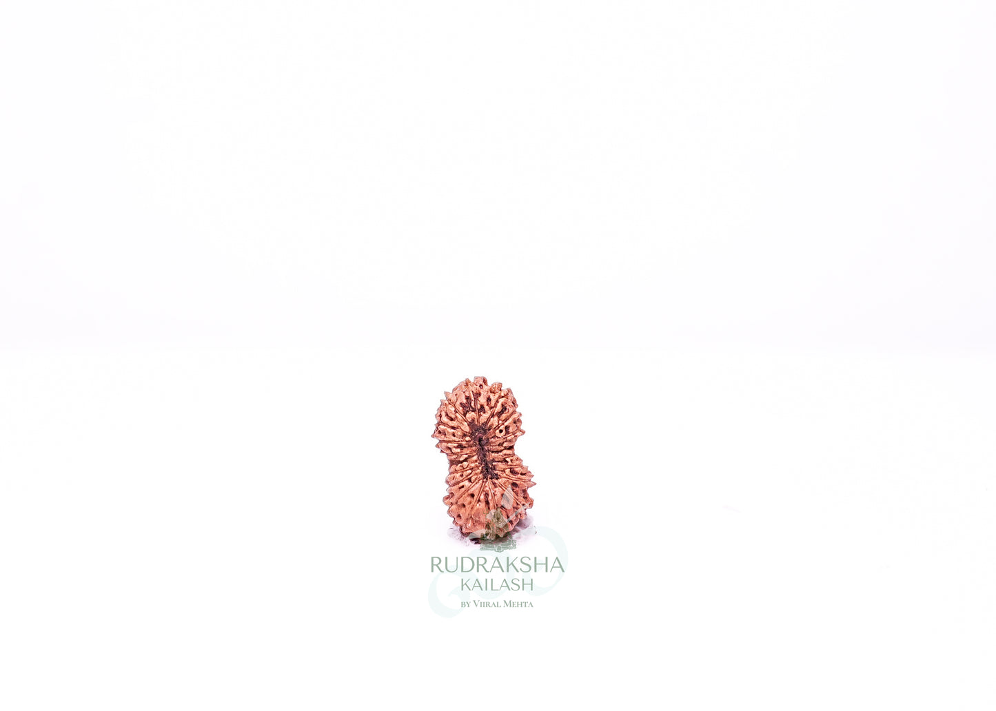21 Mukhi Indonesian Rudraksha - 2106