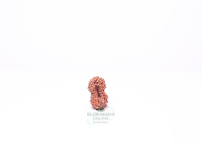 21 Mukhi Indonesian Rudraksha - 2106