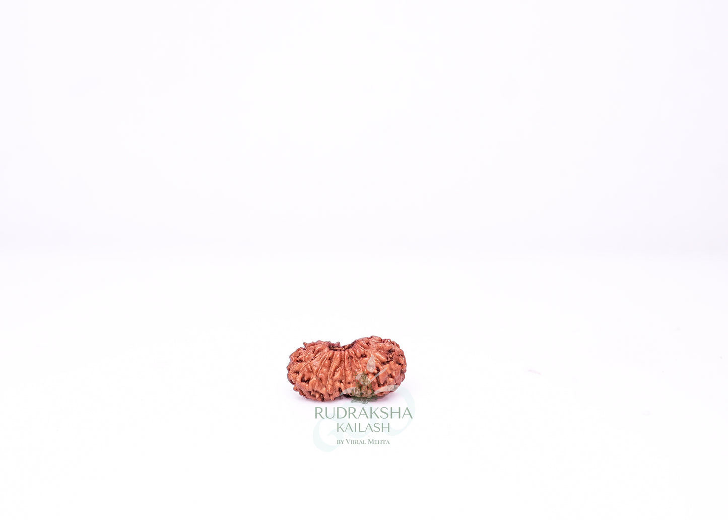 21 Mukhi Indonesian Rudraksha - 2106