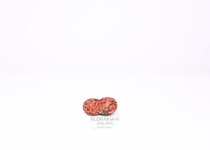 21 Mukhi Indonesian Rudraksha - 2106