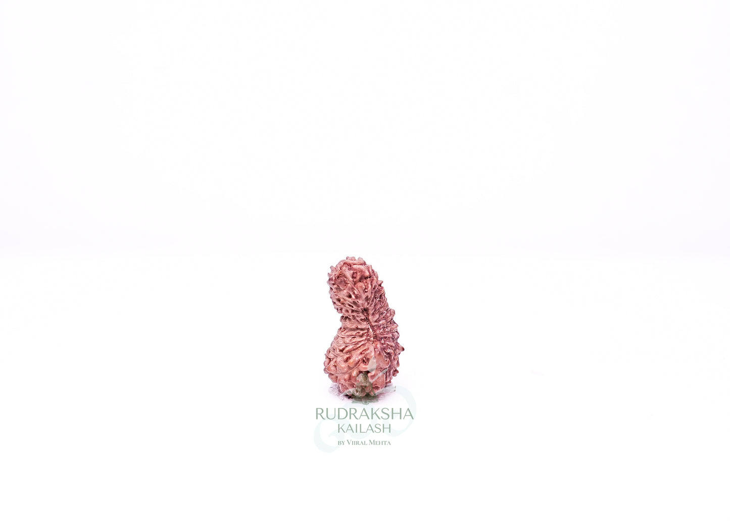 21 Mukhi Indonesian Rudraksha - 2107