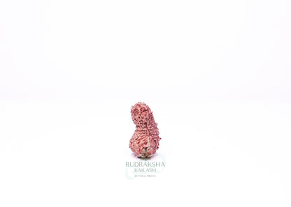 21 Mukhi Indonesian Rudraksha - 2107