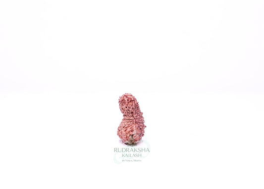 21 Mukhi Indonesian Rudraksha - 2107