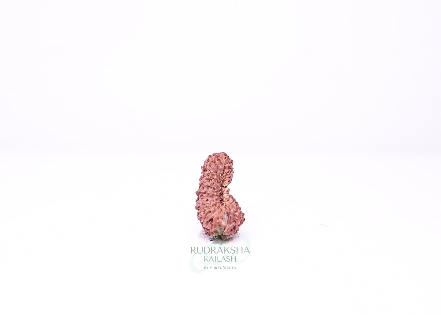 21 Mukhi Indonesian Rudraksha - 2107