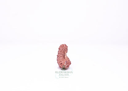 21 Mukhi Indonesian Rudraksha - 2107