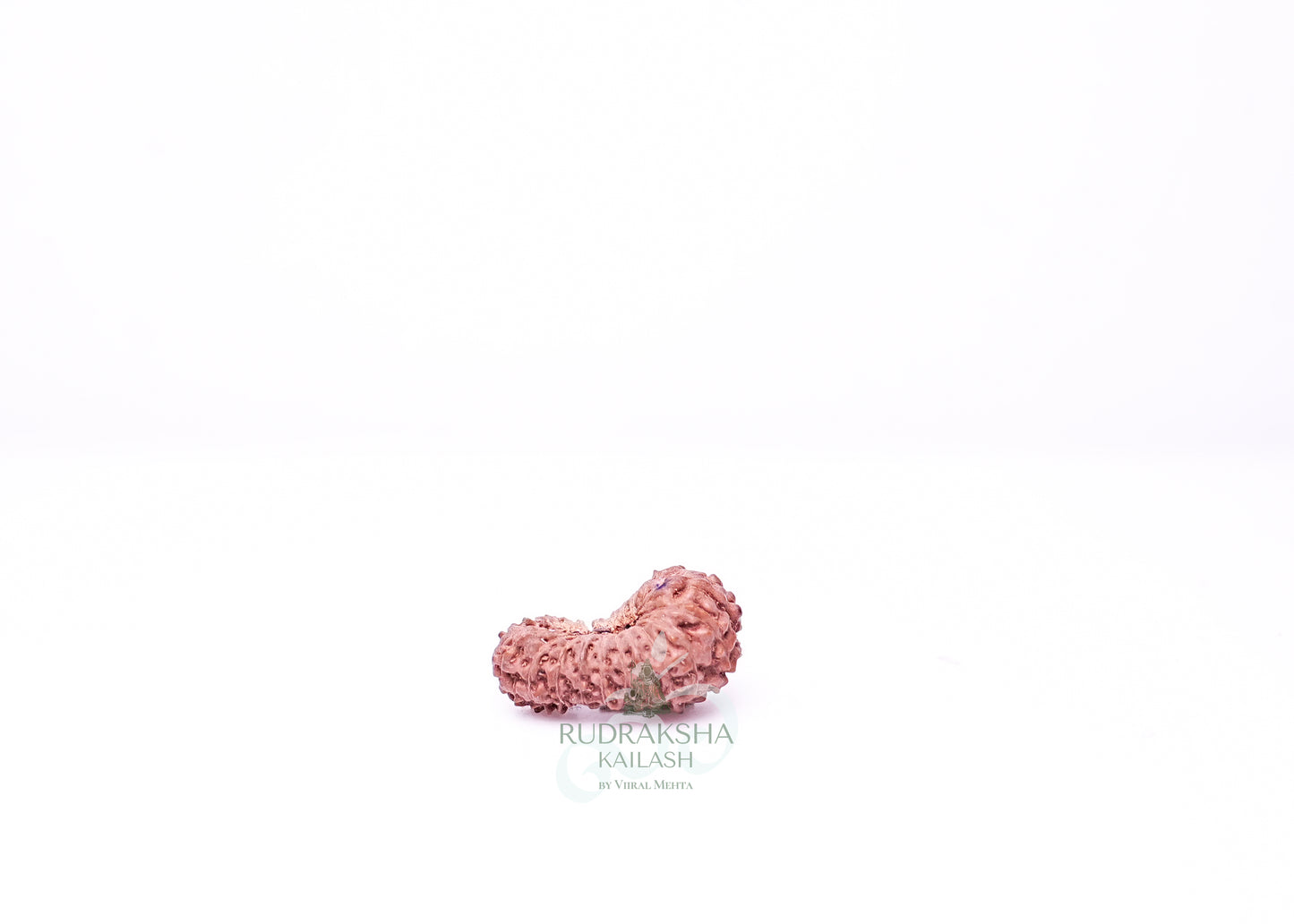 21 Mukhi Indonesian Rudraksha - 2107