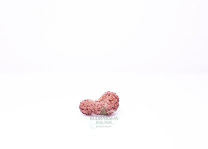 21 Mukhi Indonesian Rudraksha - 2107