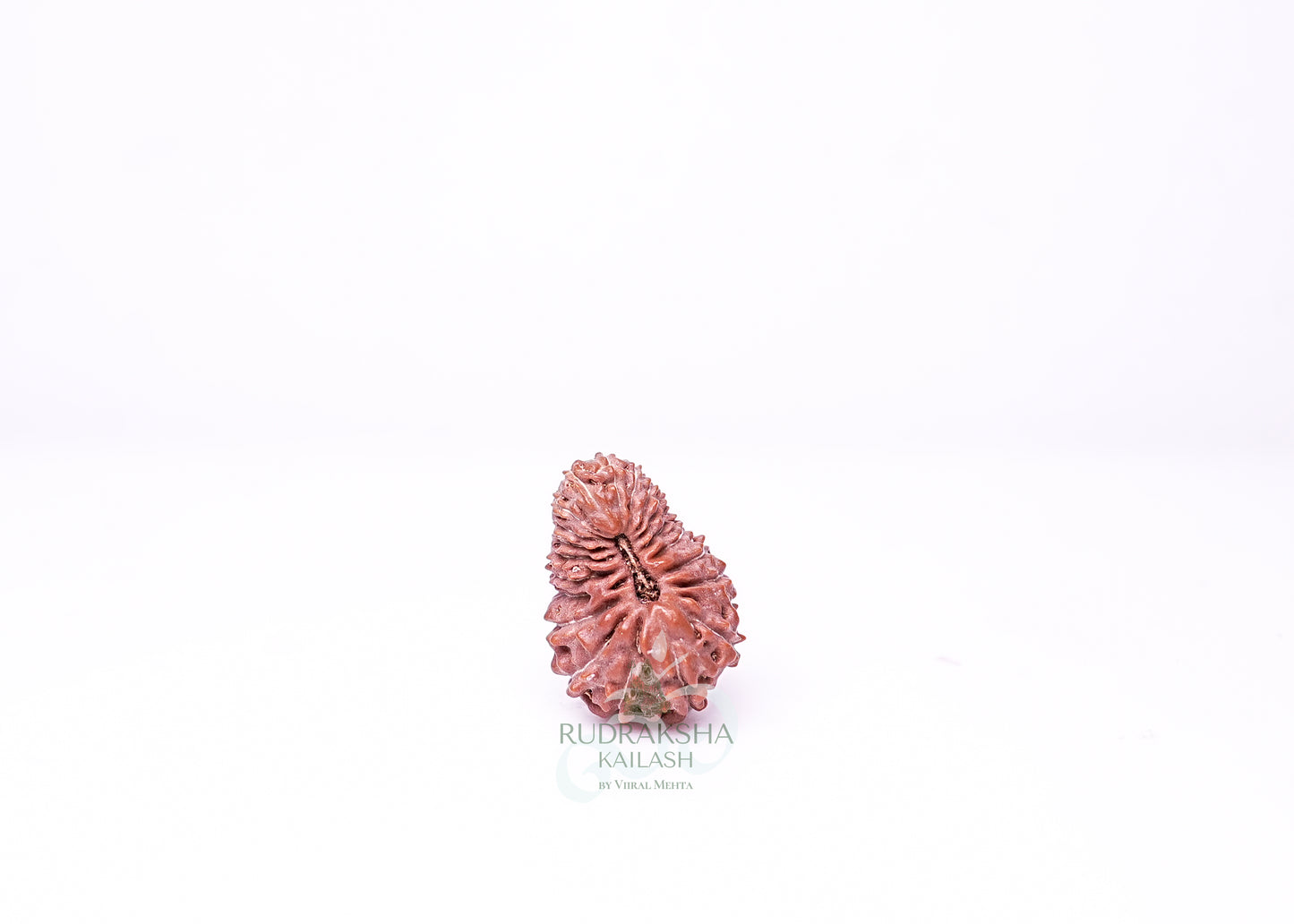 21 Mukhi Indonesian Rudraksha - 2108