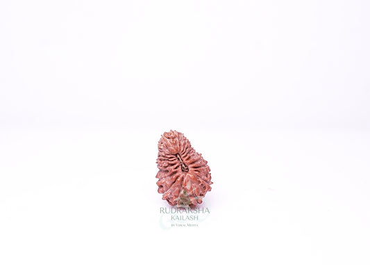 21 Mukhi Indonesian Rudraksha - 2108
