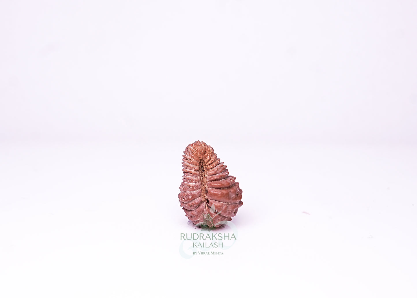 21 Mukhi Indonesian Rudraksha - 2108