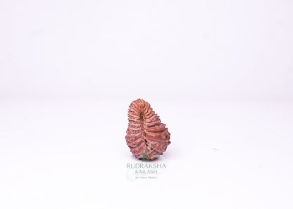 21 Mukhi Indonesian Rudraksha - 2108