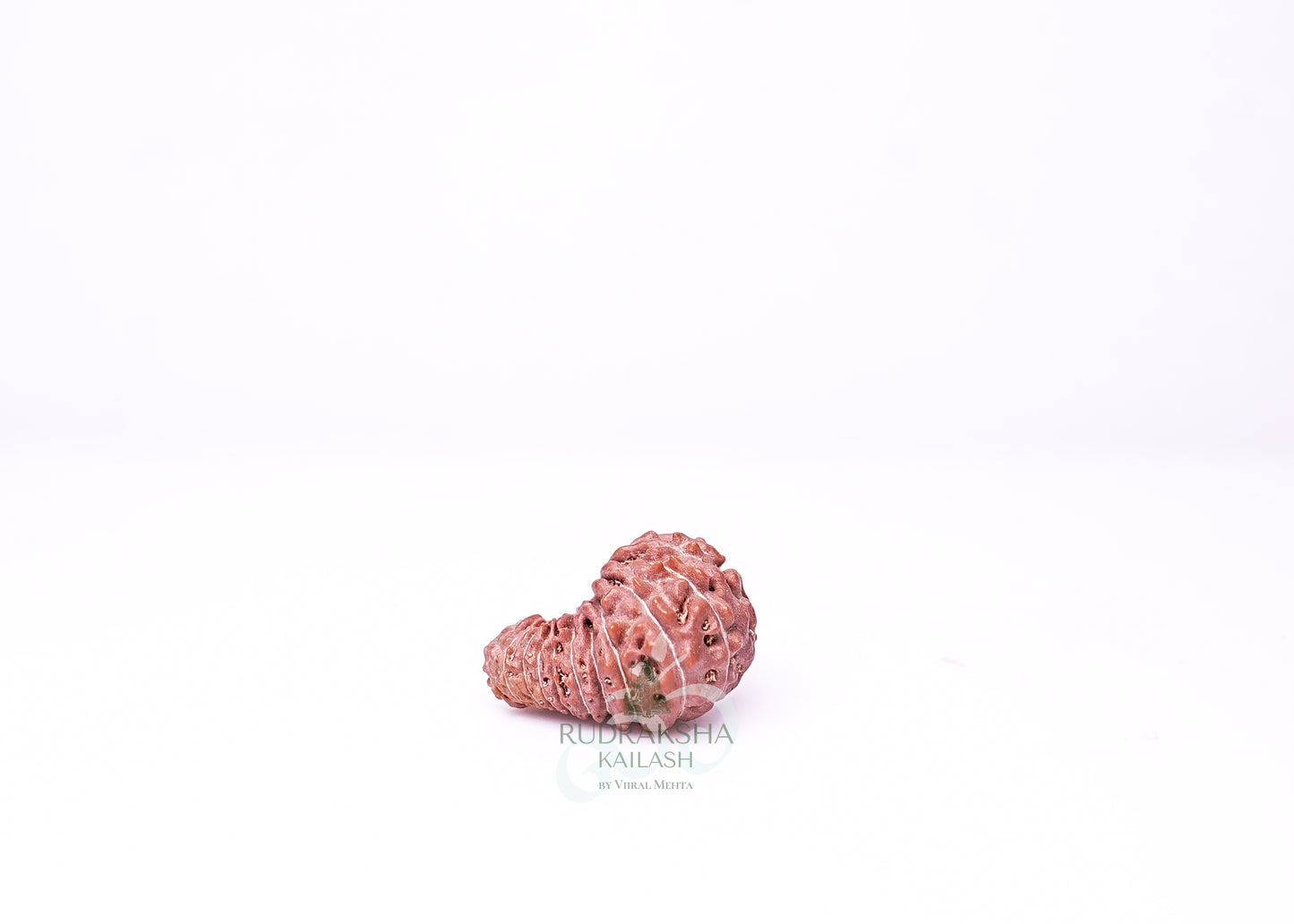 21 Mukhi Indonesian Rudraksha - 2108