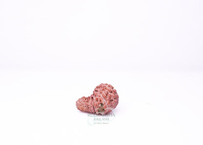 21 Mukhi Indonesian Rudraksha - 2108