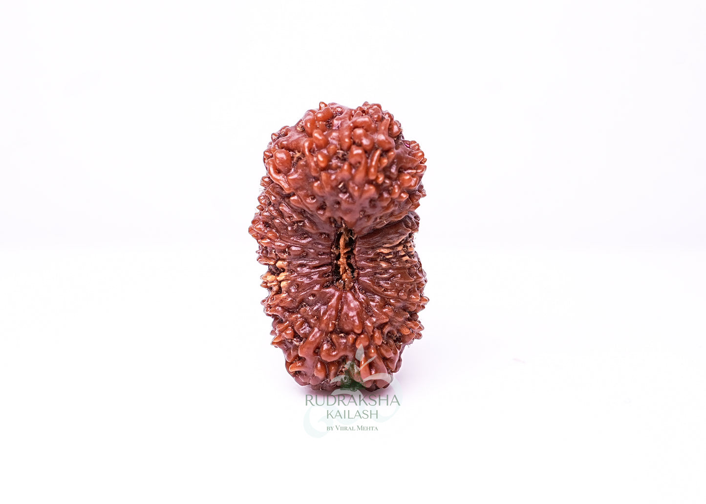 21 Mukhi Indonesian Rudraksha - 2109
