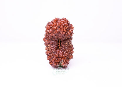21 Mukhi Indonesian Rudraksha - 2109
