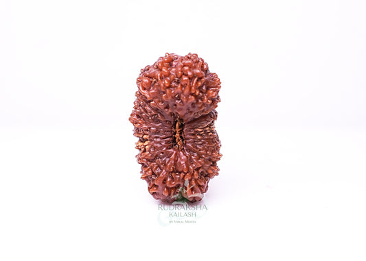 21 Mukhi Indonesian Rudraksha - 2109
