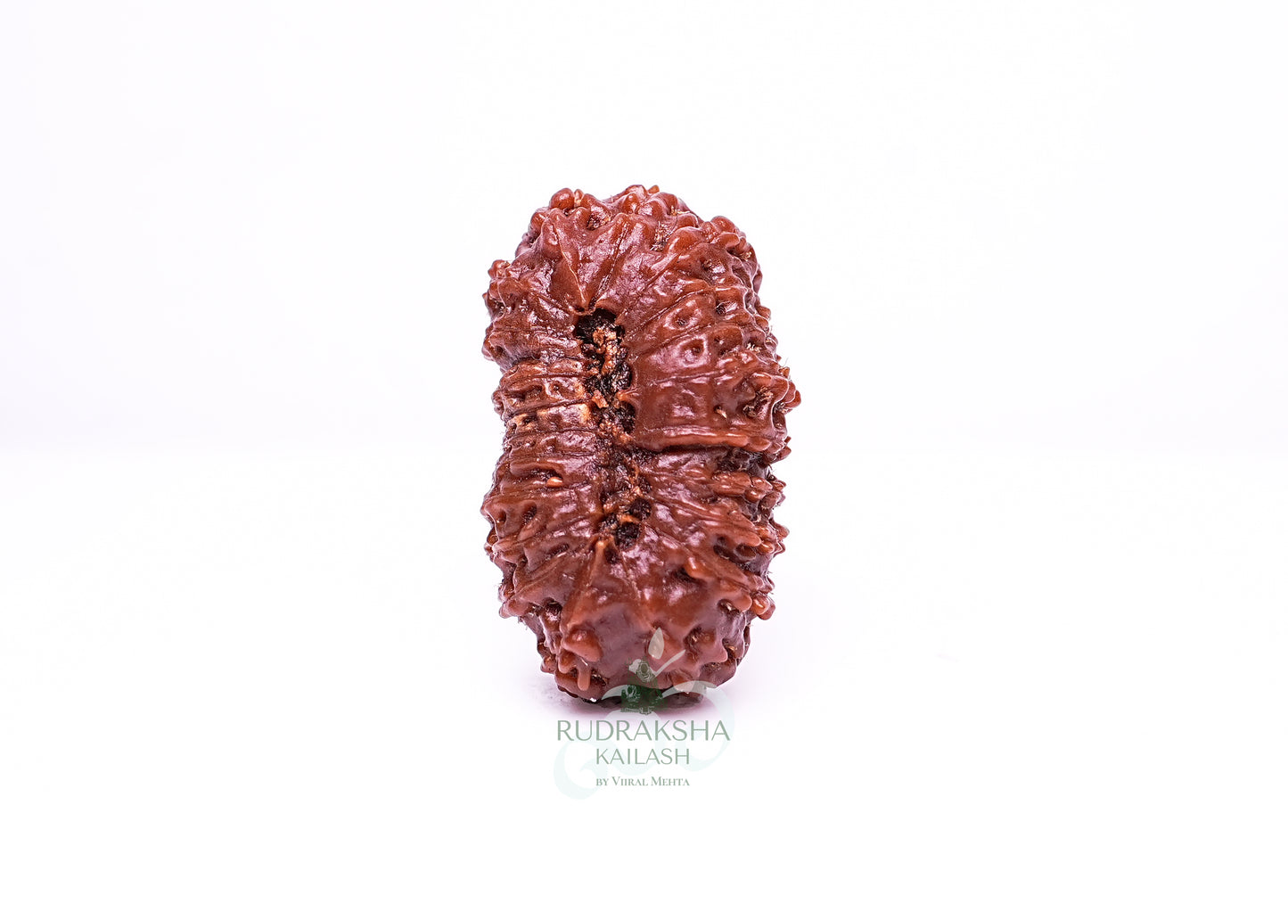 21 Mukhi Indonesian Rudraksha - 2109