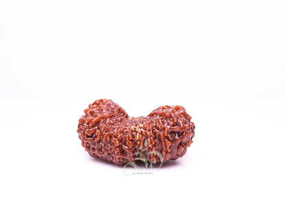 21 Mukhi Indonesian Rudraksha - 2109