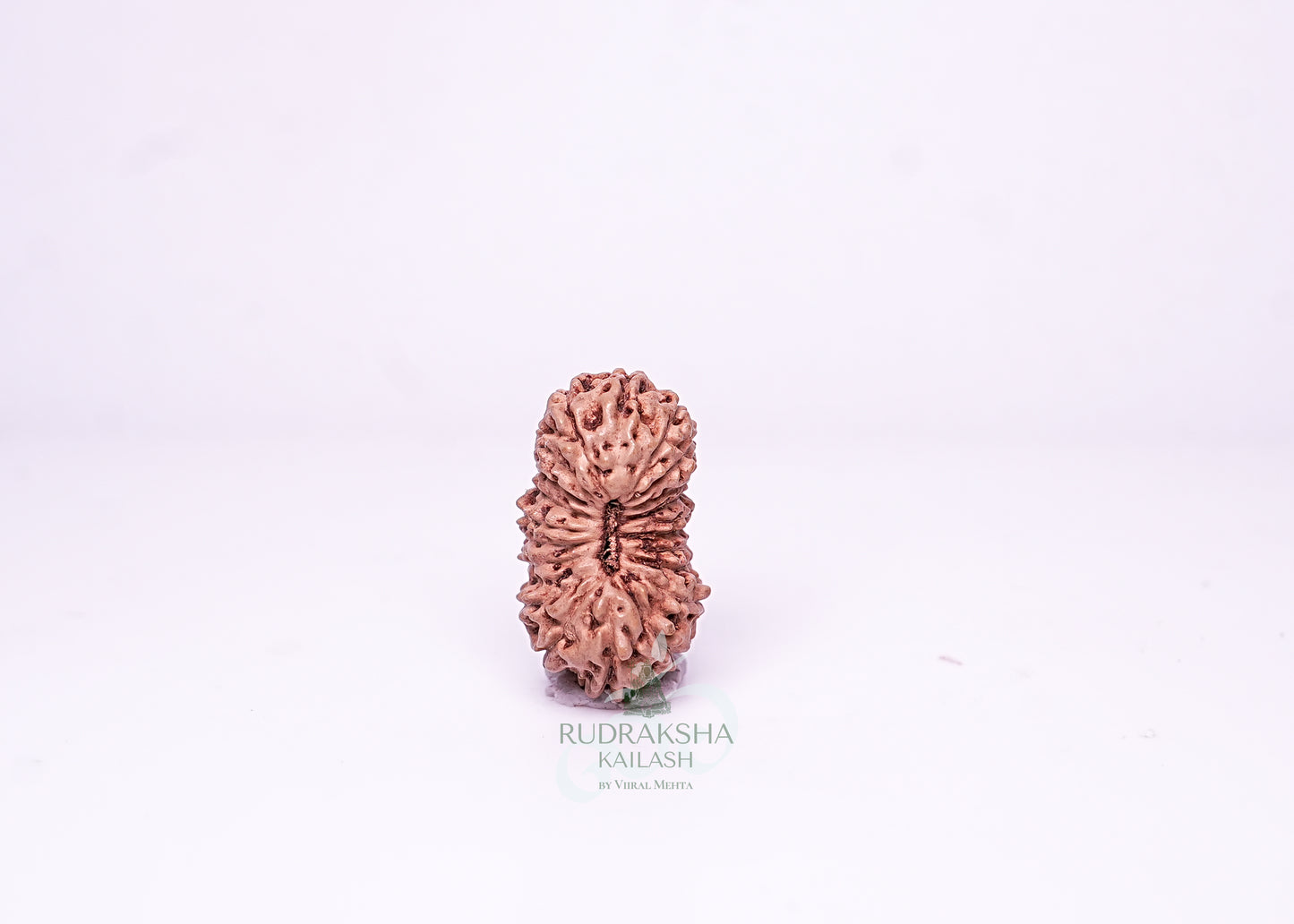 21 Mukhi Indonesian Rudraksha - 2110