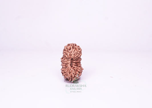 21 Mukhi Indonesian Rudraksha - 2110