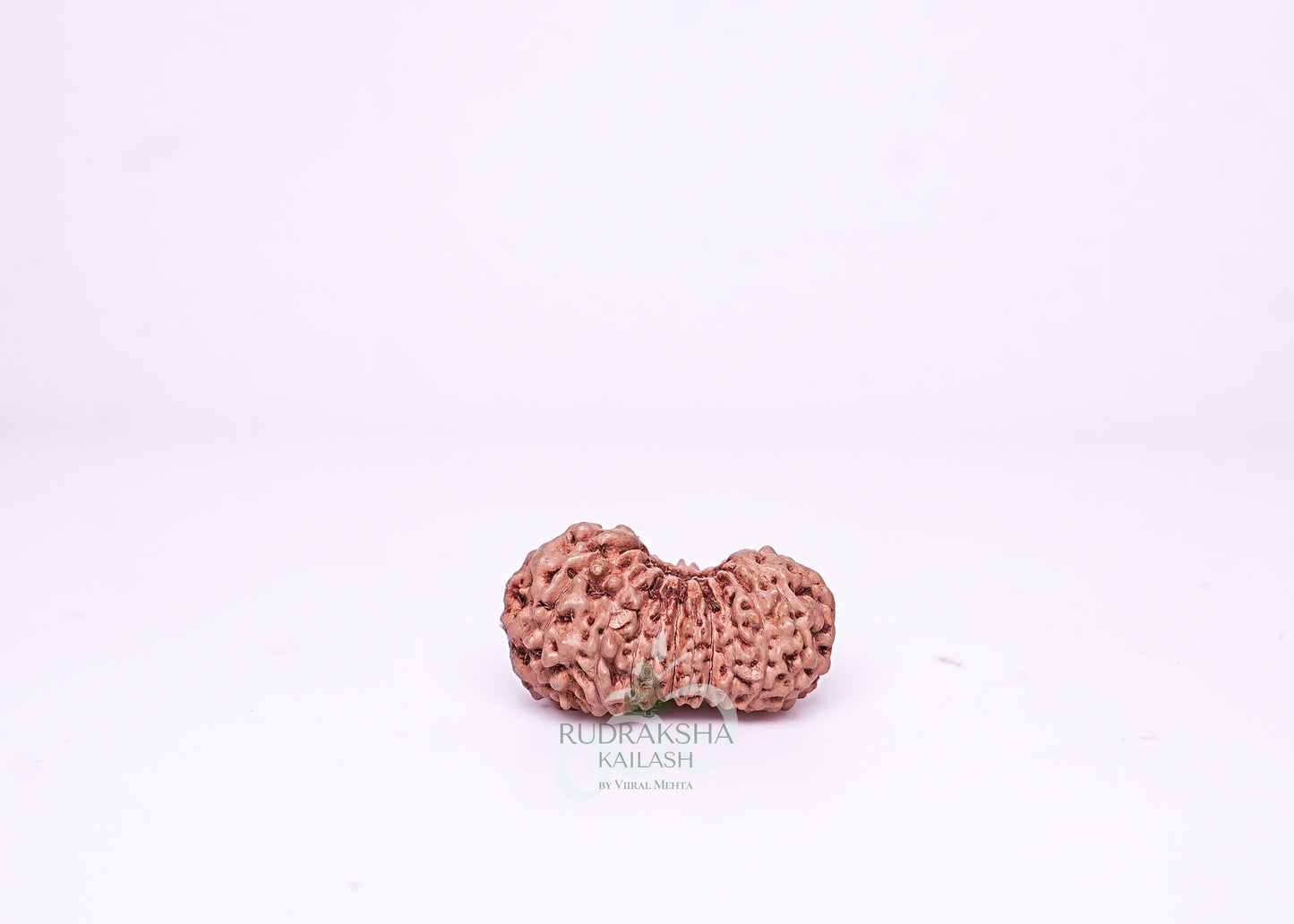 21 Mukhi Indonesian Rudraksha - 2110