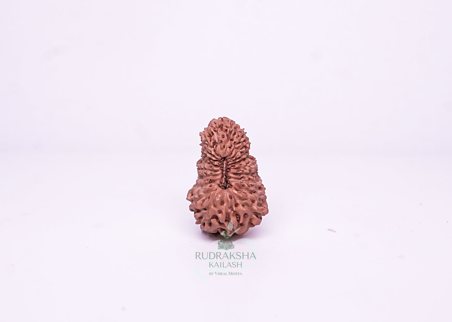 21 Mukhi Indonesian Rudraksha - 2111