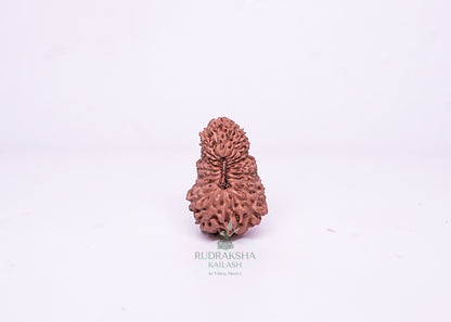 21 Mukhi Indonesian Rudraksha - 2111