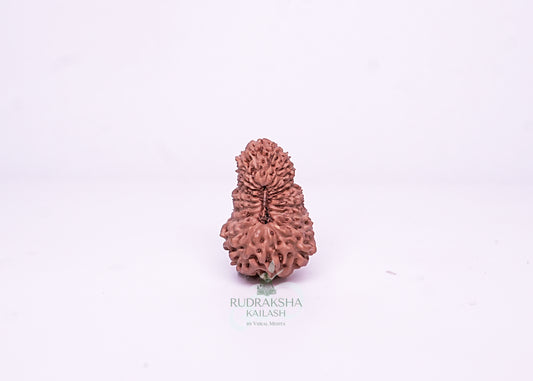 21 Mukhi Indonesian Rudraksha - 2111