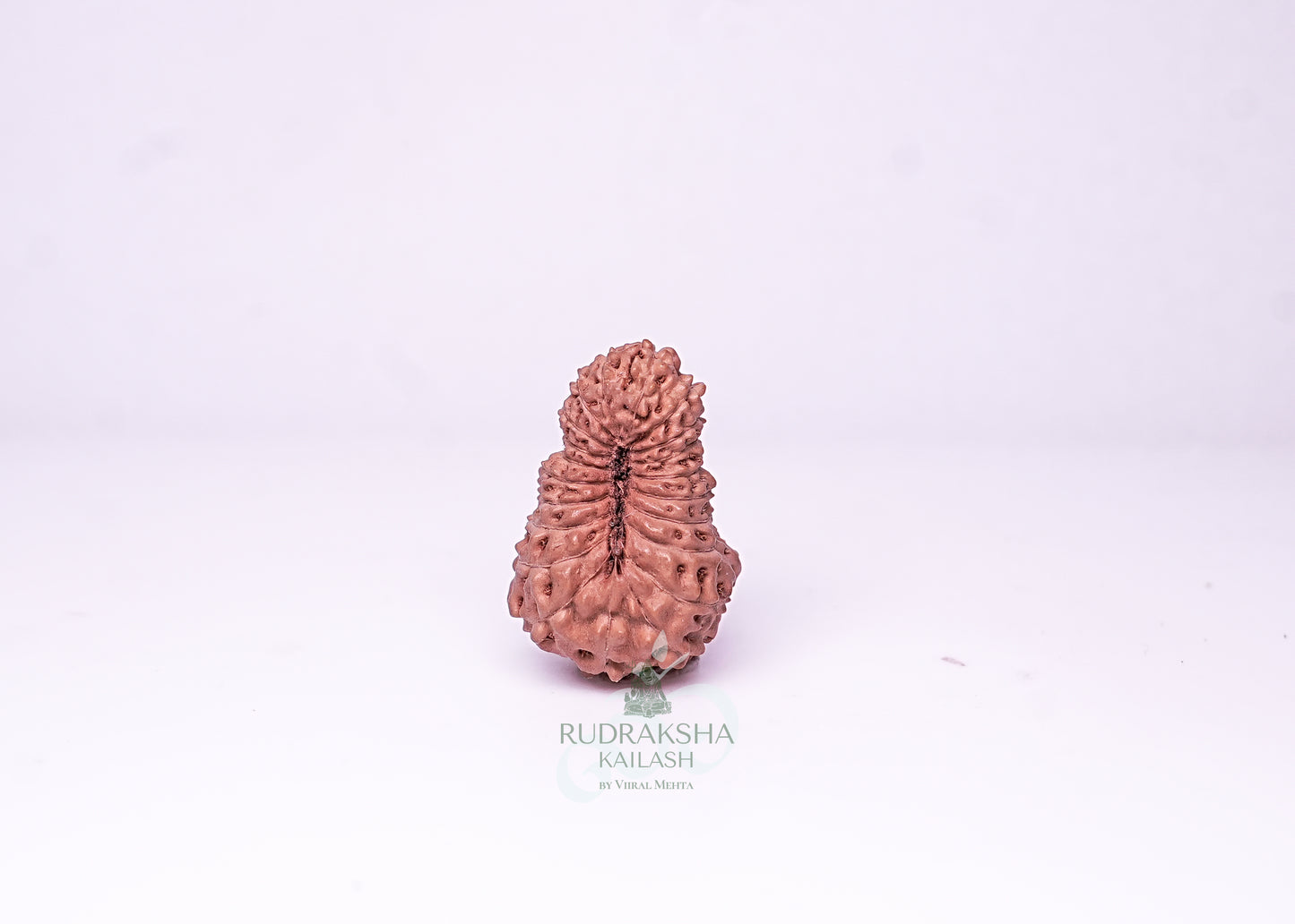 21 Mukhi Indonesian Rudraksha - 2111