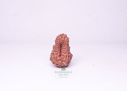 21 Mukhi Indonesian Rudraksha - 2111