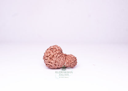 21 Mukhi Indonesian Rudraksha - 2111