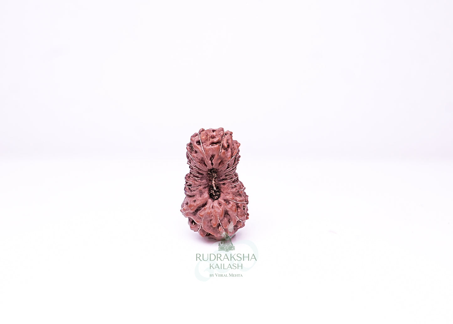 21 Mukhi Indonesian Rudraksha - 2112