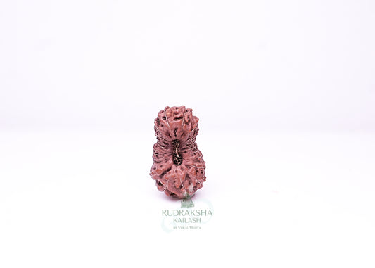 21 Mukhi Indonesian Rudraksha - 2112
