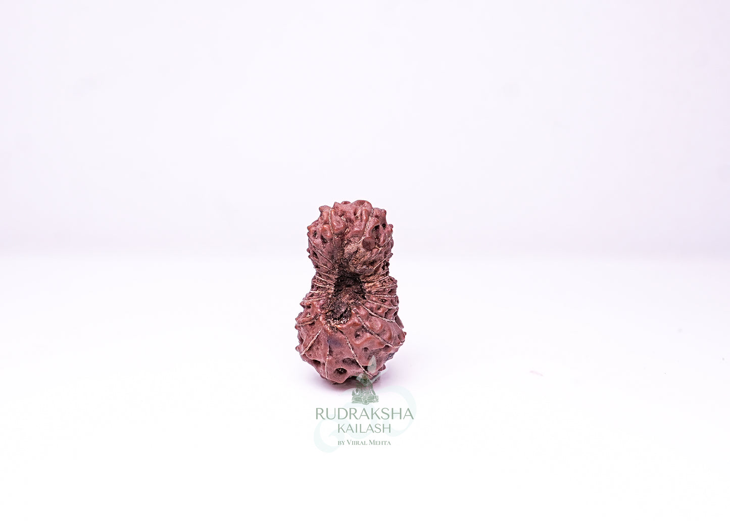 21 Mukhi Indonesian Rudraksha - 2112