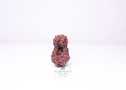 21 Mukhi Indonesian Rudraksha - 2112