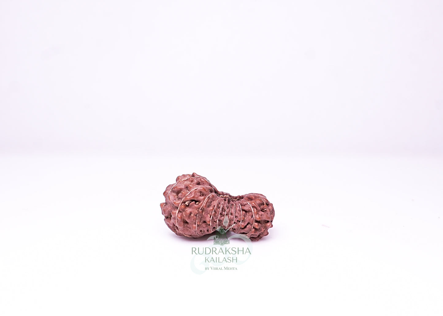 21 Mukhi Indonesian Rudraksha - 2112