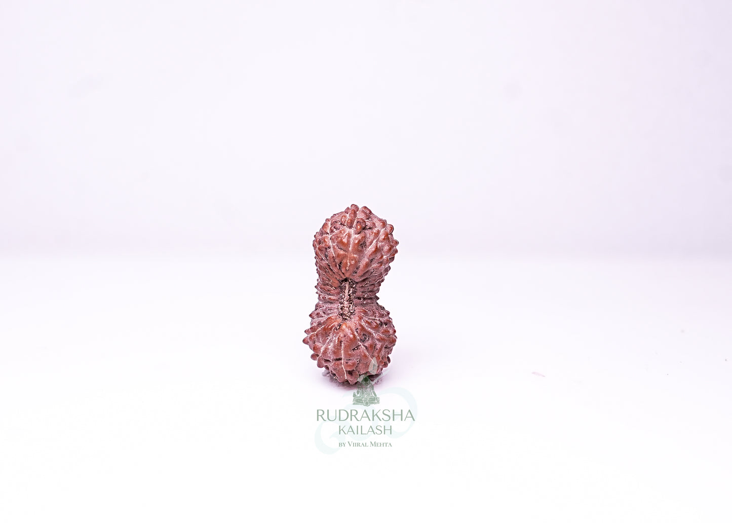 21 Mukhi Indonesian Rudraksha - 2113