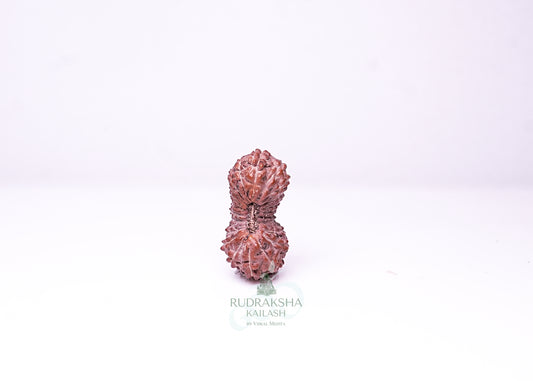 21 Mukhi Indonesian Rudraksha - 2113