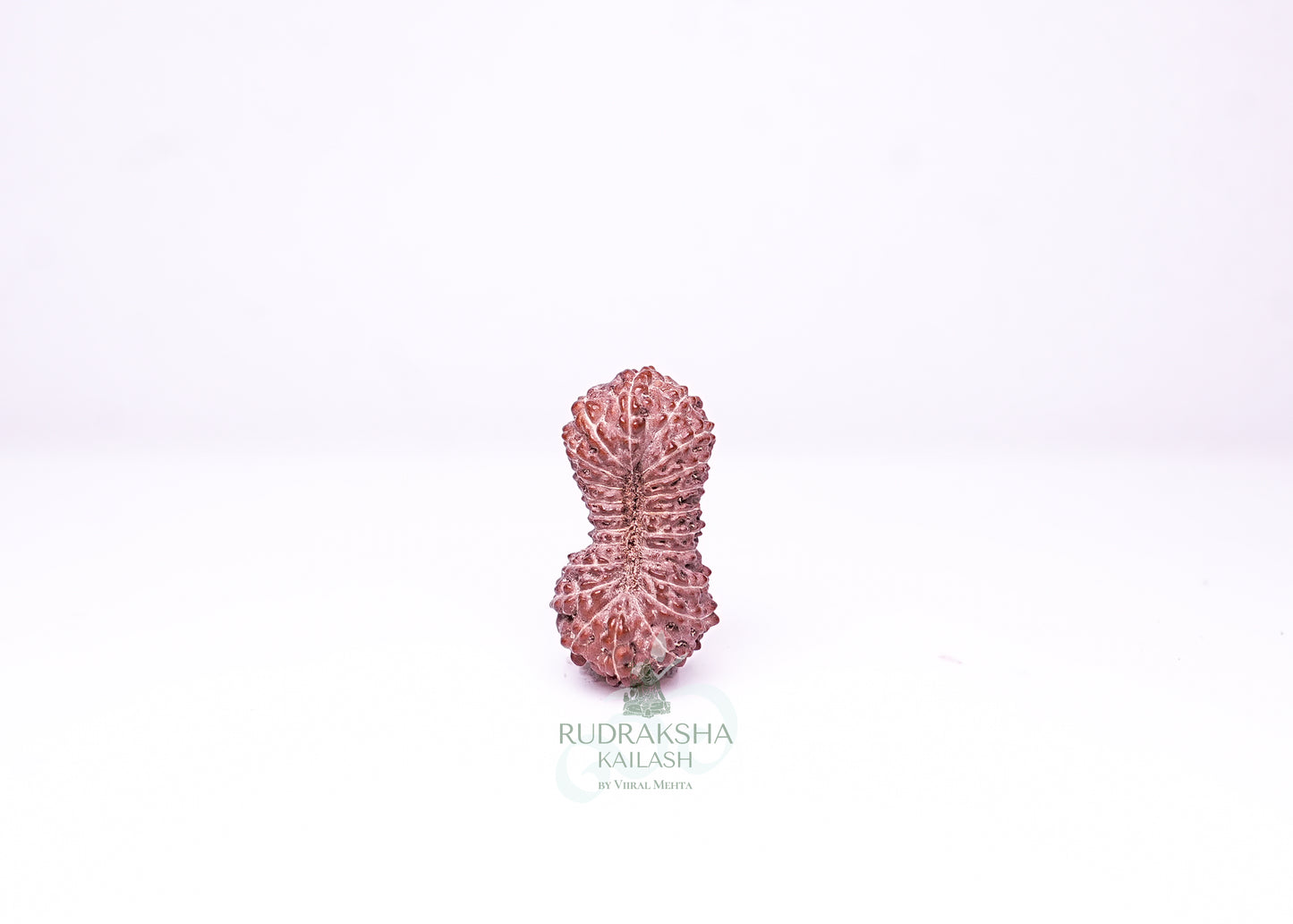 21 Mukhi Indonesian Rudraksha - 2113