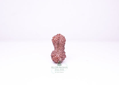 21 Mukhi Indonesian Rudraksha - 2113