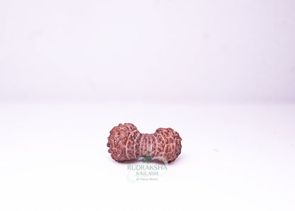 21 Mukhi Indonesian Rudraksha - 2113