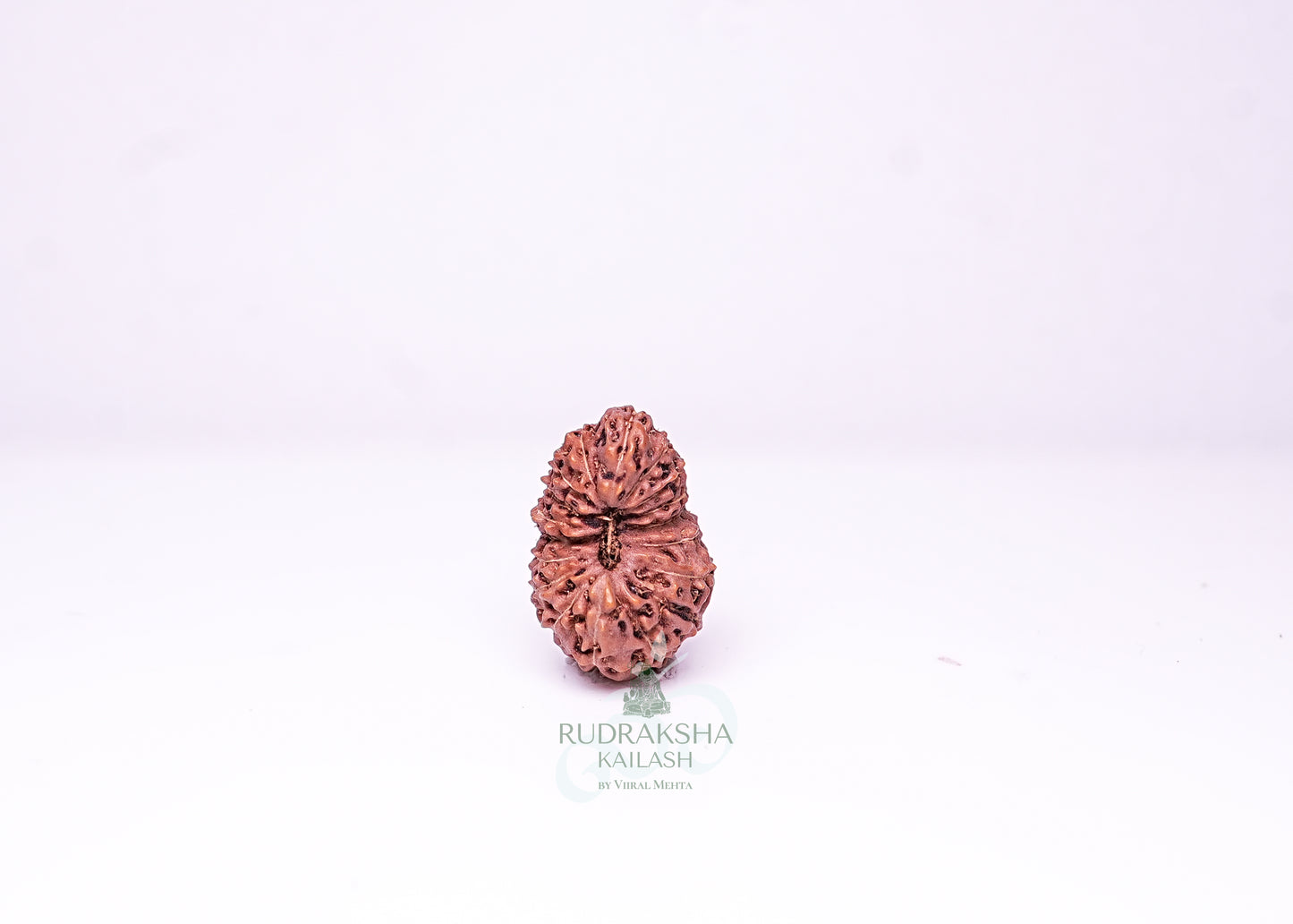 21 Mukhi Indonesian Rudraksha - 2114