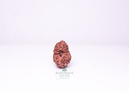 21 Mukhi Indonesian Rudraksha - 2114