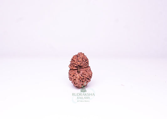 21 Mukhi Indonesian Rudraksha - 2114